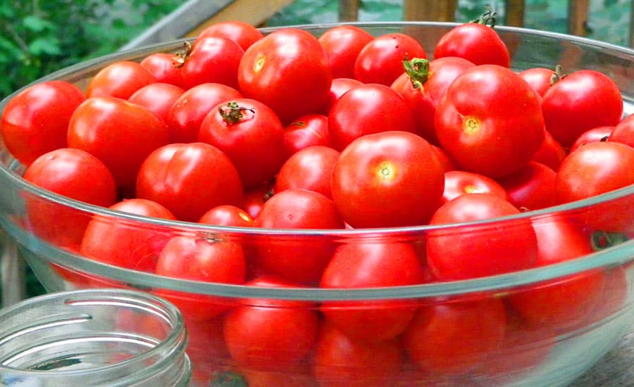 Pomodoro Pomodorini Varieta Italiane Pizza Focacce Bruschette