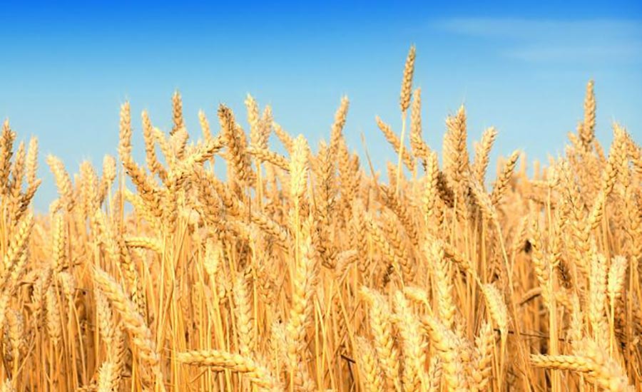 Grano Tenero Verna Antico Poco Glutine Bene Cuore