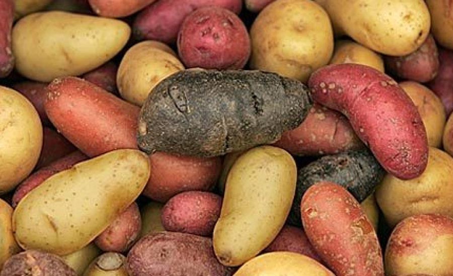 Mangiare Patate Fa Bene Carboidrati Sposano Pane