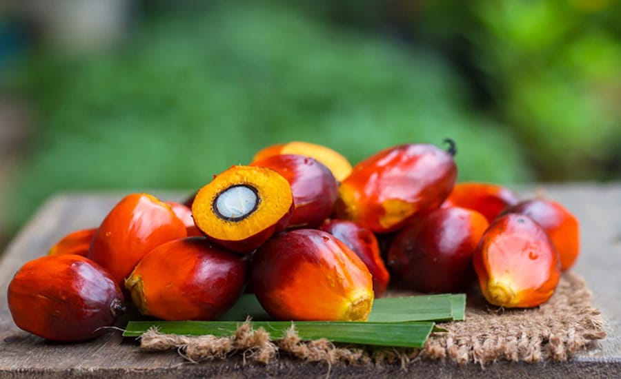 Olio Palma Cosa Perche Pericoloso