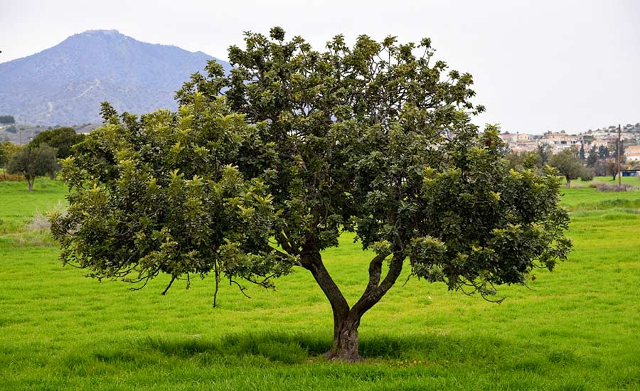 Farina Carrube Cosa Come Usarla Ricette