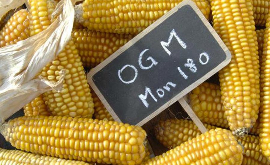 OGM Cosa Sono Situazione Italia Pane OGM