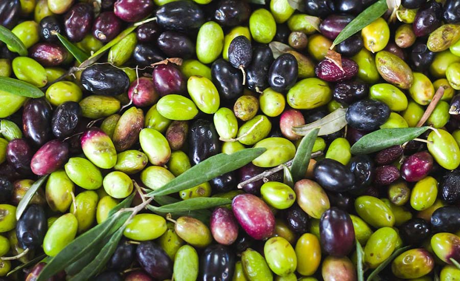 Pane Olive Ricetta Antiossidanti Gusto